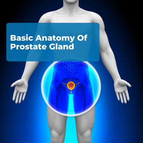 prostate pictures anatomy.